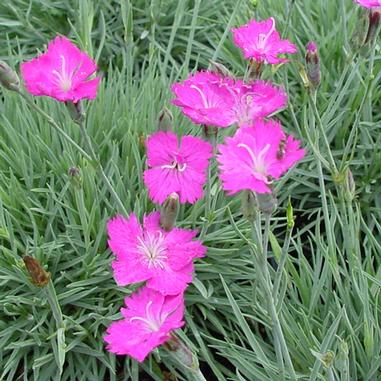 Dianthus gratiaopolitanus 'Firewitch'