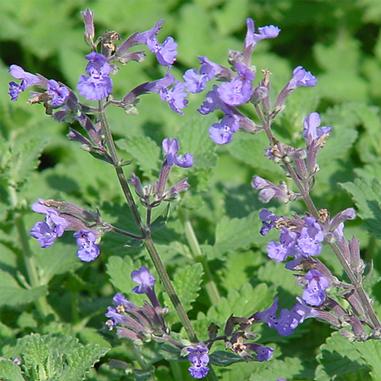 Nepeta racemosa 'Walker's Low'
