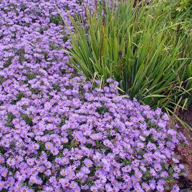 Symphyotrichum 'Wood's Blue'