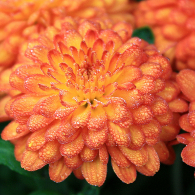 Chrysanthemum Bronze Chrysanthemum Bronze