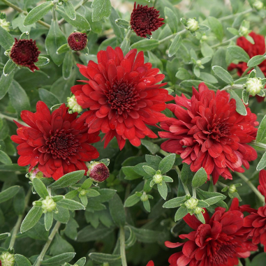 Chrysanthemum Red Chrysanthemum Red