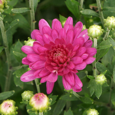Chrysanthemum Pink Chrysanthemum Pink