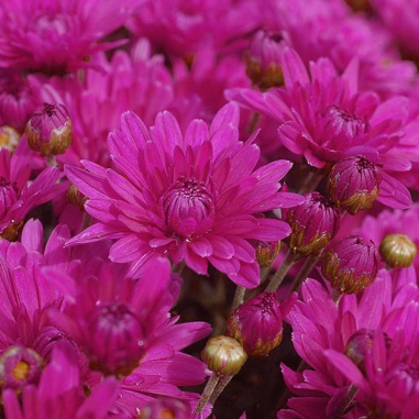 Chrysanthemum Purple Chrysanthemum Purple