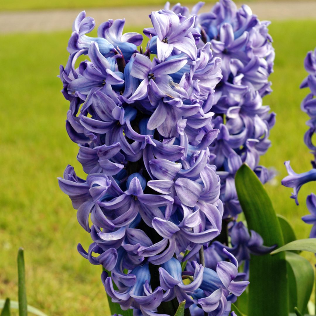 Hyacinth 'Delft Blue' Hyacinth 'Delft Blue'