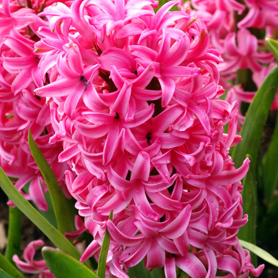 Hyacinth 'Pink Pearl' Hyacinth 'Pink Pearl'