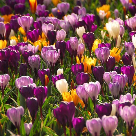 Crocus Mixed Crocus Mixed