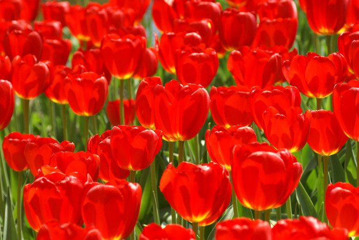 Tulipa 'Oxford'