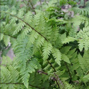 Athyrium filix-femina var. angustum 'Lady in Red'