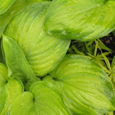 Hosta 'Guacamole'