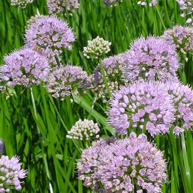 Allium 'Summer Beauty'