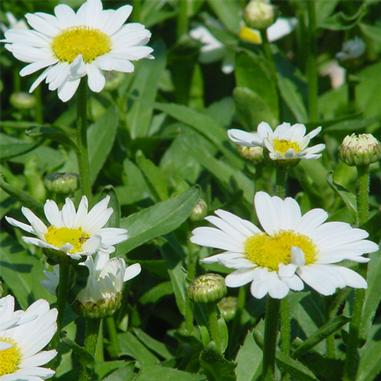 Leucanthemum x superbum 'Becky'