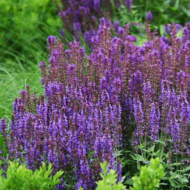 Salvia nemorosa 'Wesuwe'