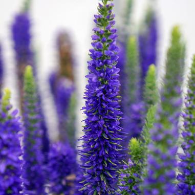 Veronica spicata 'Glory'