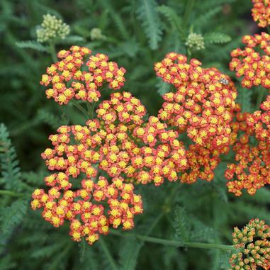 Achillea millefolium 'Walther Funcke'