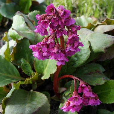 Bergenia 'Winter Glow'