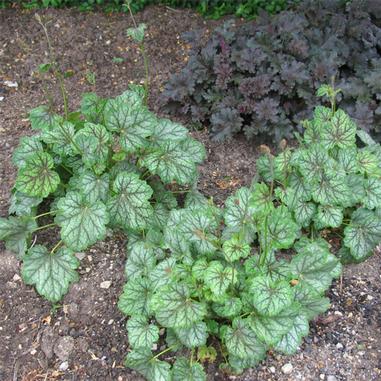 Heuchera americana 'Green Spice'