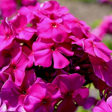 Phlox paniculata 'Nicky'