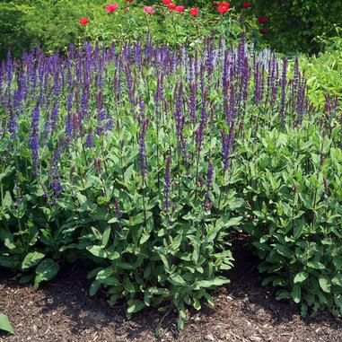 Salvia nemorosa 'Caradonna'