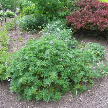Geranium 'Brookside'