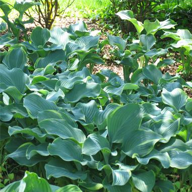 Hosta 'Regal Splendor'