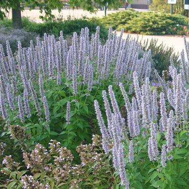 Agastache 'Blue Fortune'