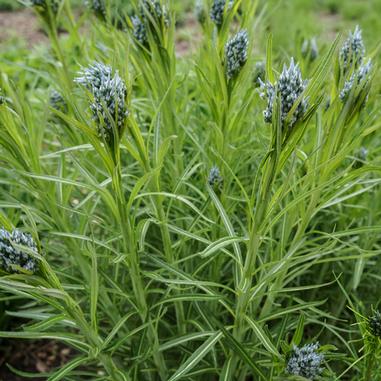 Amsonia hubrichtii