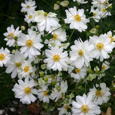 Anemone x hybrida 'Honorine Jobert'