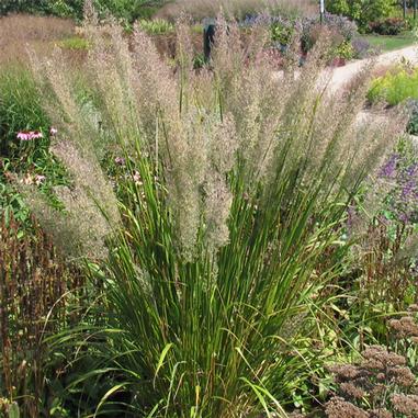 Calamagrostis brachytricha