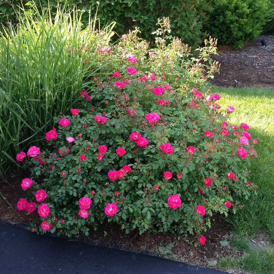 Rosa 'BAIset'