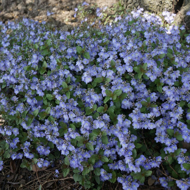 Veronica 'Waterperry Blue'