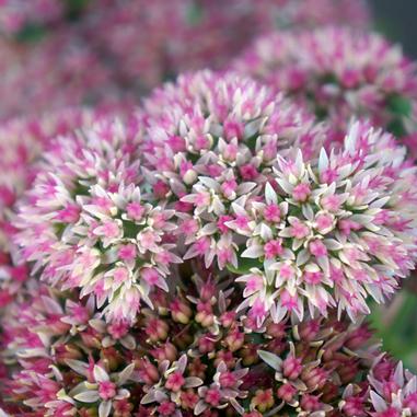 Sedum spectabile 'Autumn Fire'