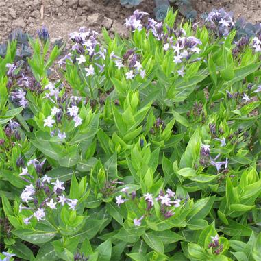 Amsonia tabernaemontana 'Blue Ice'