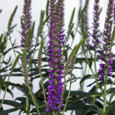 Veronica 'Eveline'