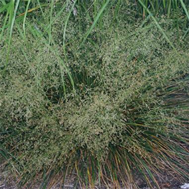 Deschampsia cespitosa 'Goldtau'