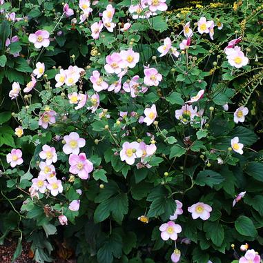 Anemone x hybrida 'September Charm'