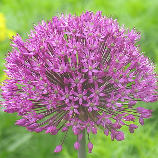 Allium 'Purple Sensation'