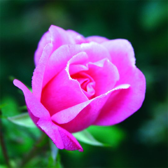 Rosa 'Radcon'