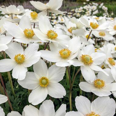 Anemone sylvestris