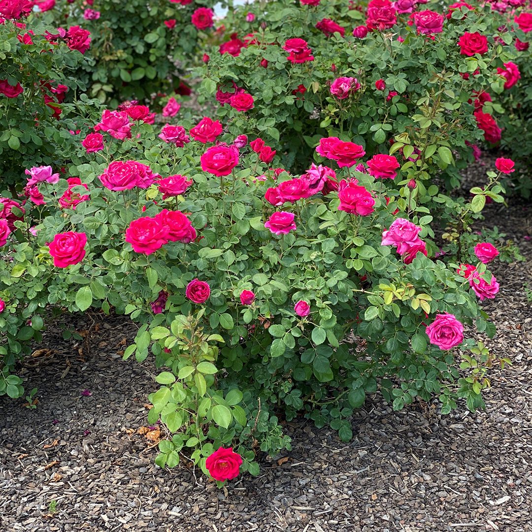 Rosa 'BAIgirl'
