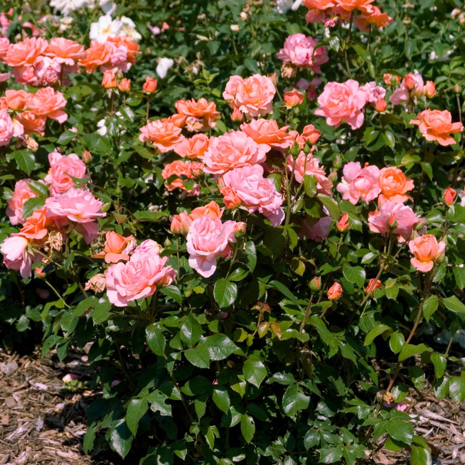 Rosa 'BAIrage'