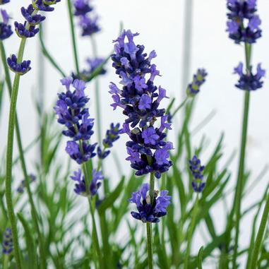 Lavandula angustifolia 'Hidcote'