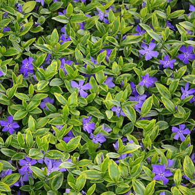Vinca minor 'Blue and Gold'