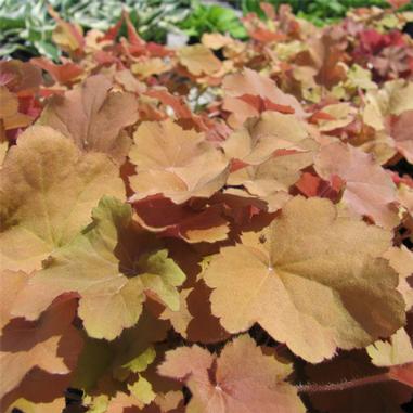 Heuchera 'Caramel'