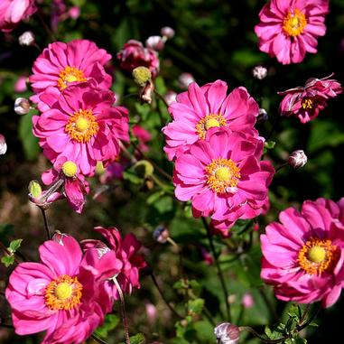 Anemone x hybrida 'Pamina'