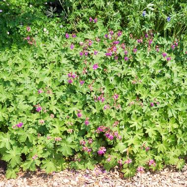 Geranium macrorrhizum 'Bevan's Variety'
