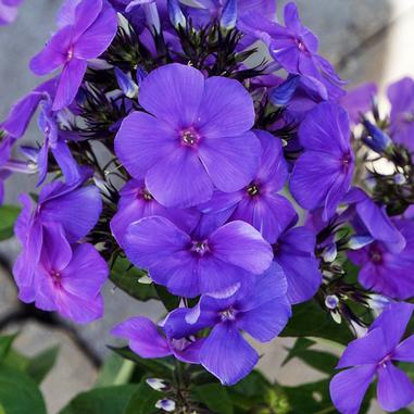 Phlox paniculata 'Blue Paradise'
