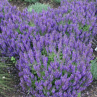 Salvia nemorosa 'Haeumanarc'