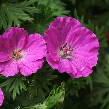 Geranium 'Tine Monster'