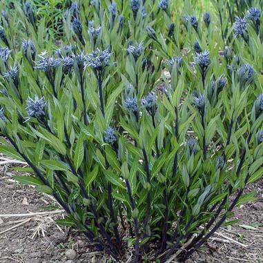 Amsonia tabernaemontana var. salicifolia