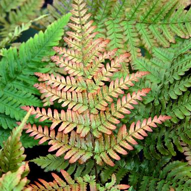 Dryopteris erythrosora 'Brilliance'